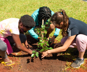 projeto Revitaliza, Numen Produtora